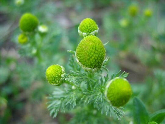kummel põlve artroosi raviks